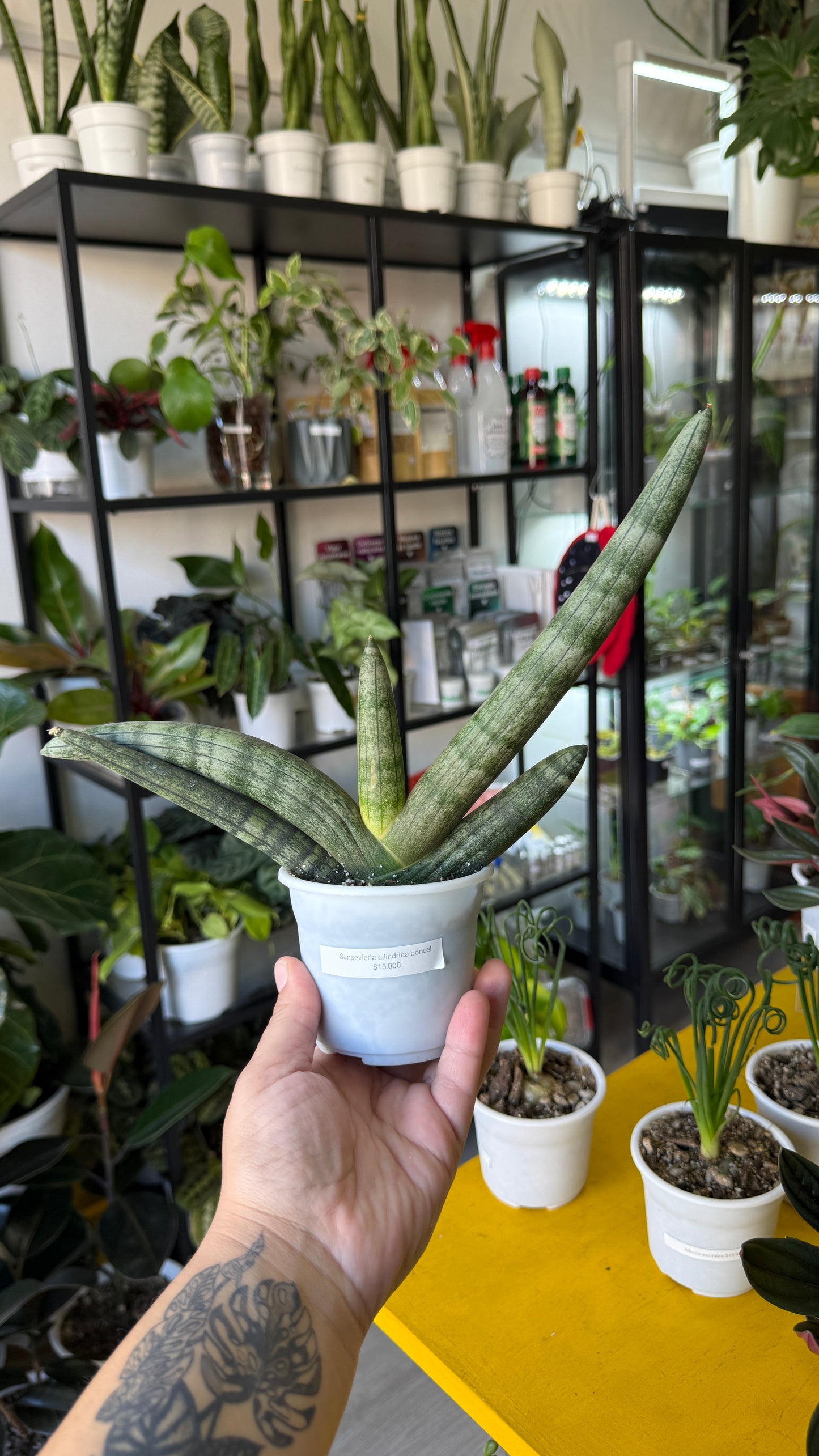 Sansevierias variedades