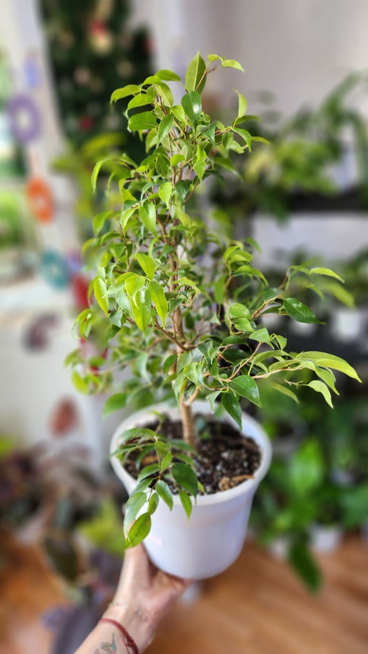 Ficus enano (mini)