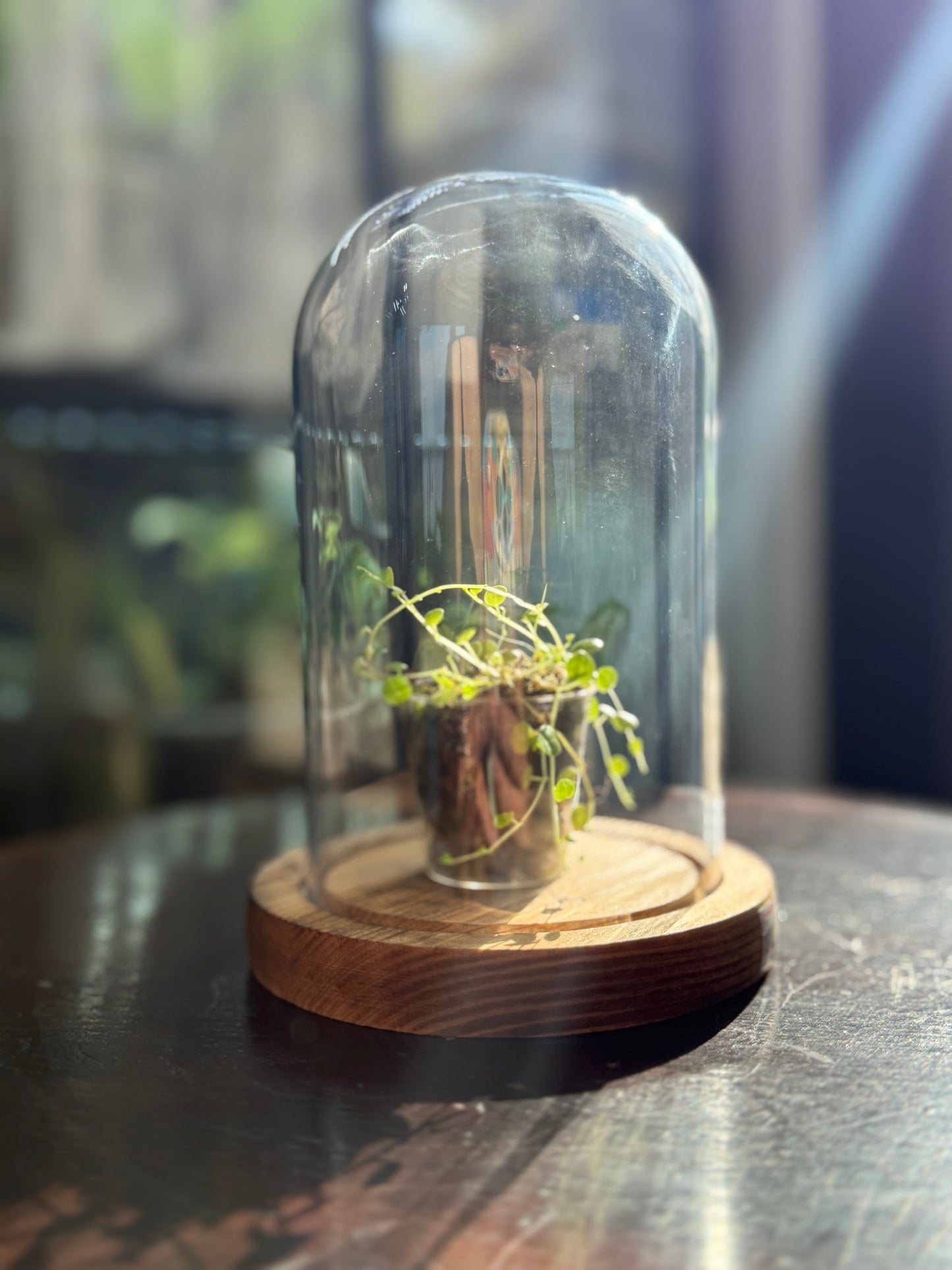 Cúpula con Peperomia