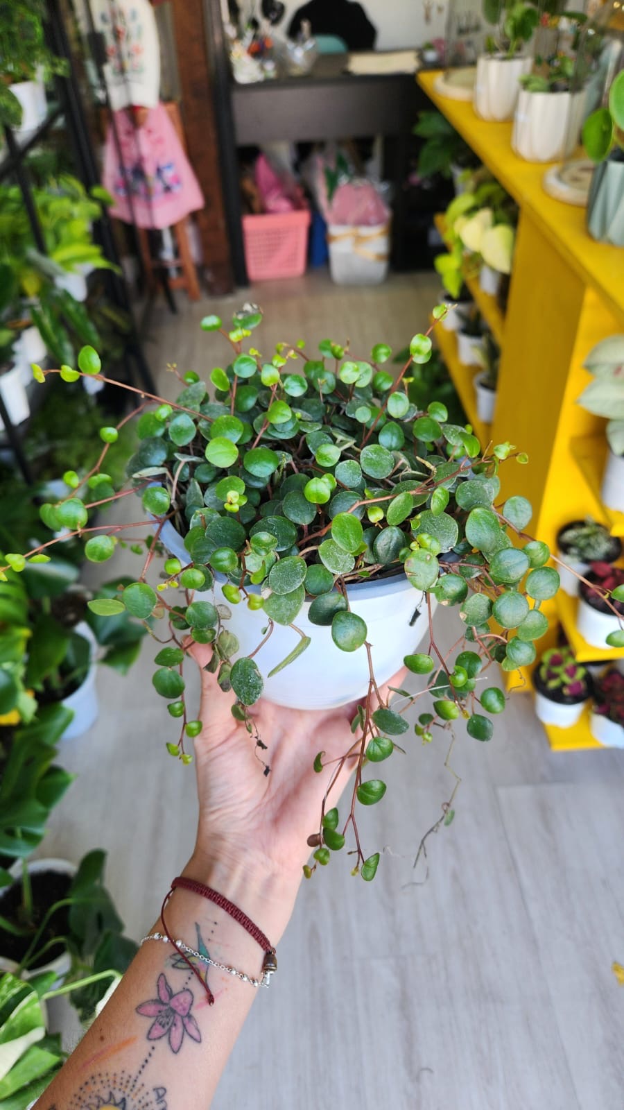 Peperomia pepperspot