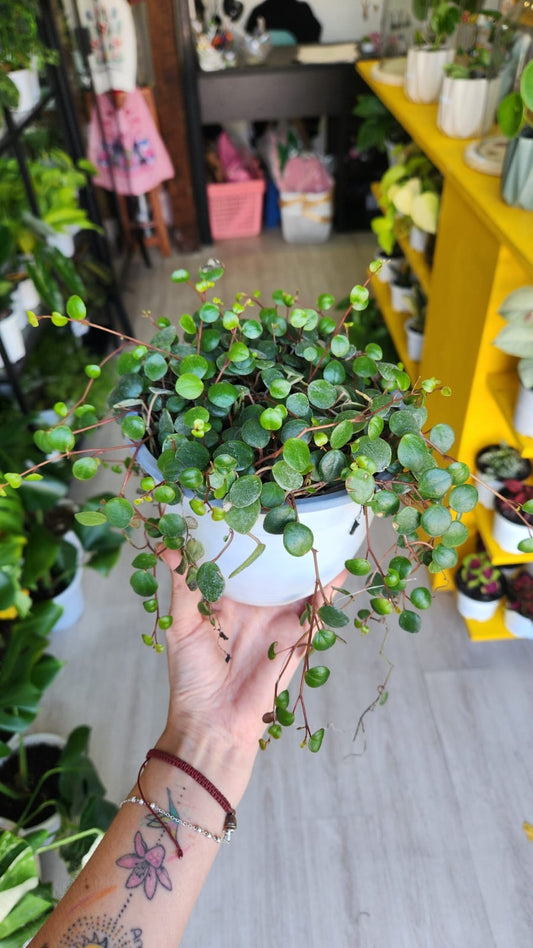 Peperomia pepperspot