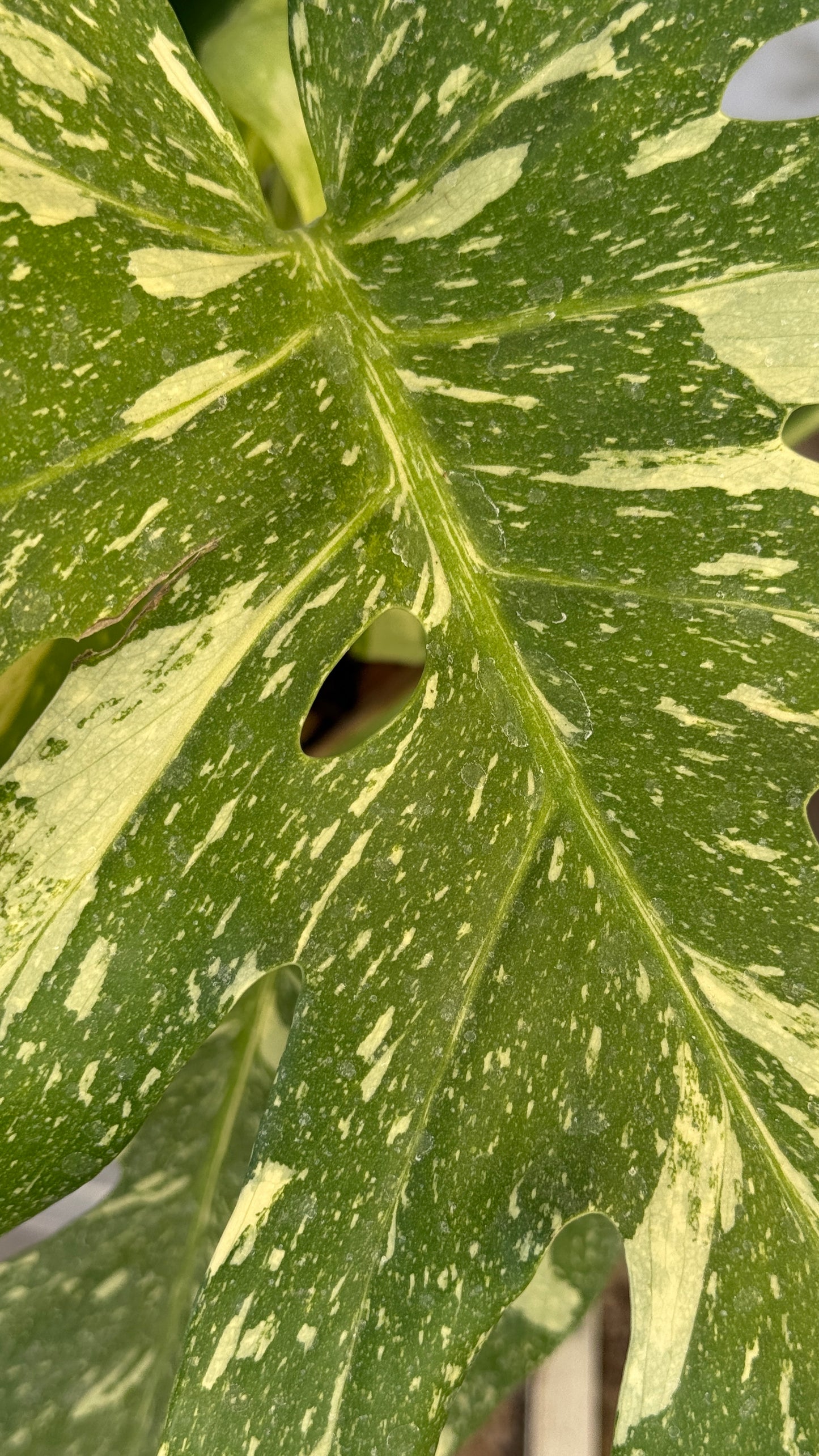 Monstera Thai