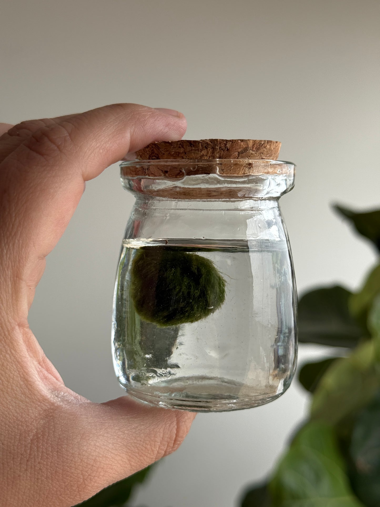 Marimo