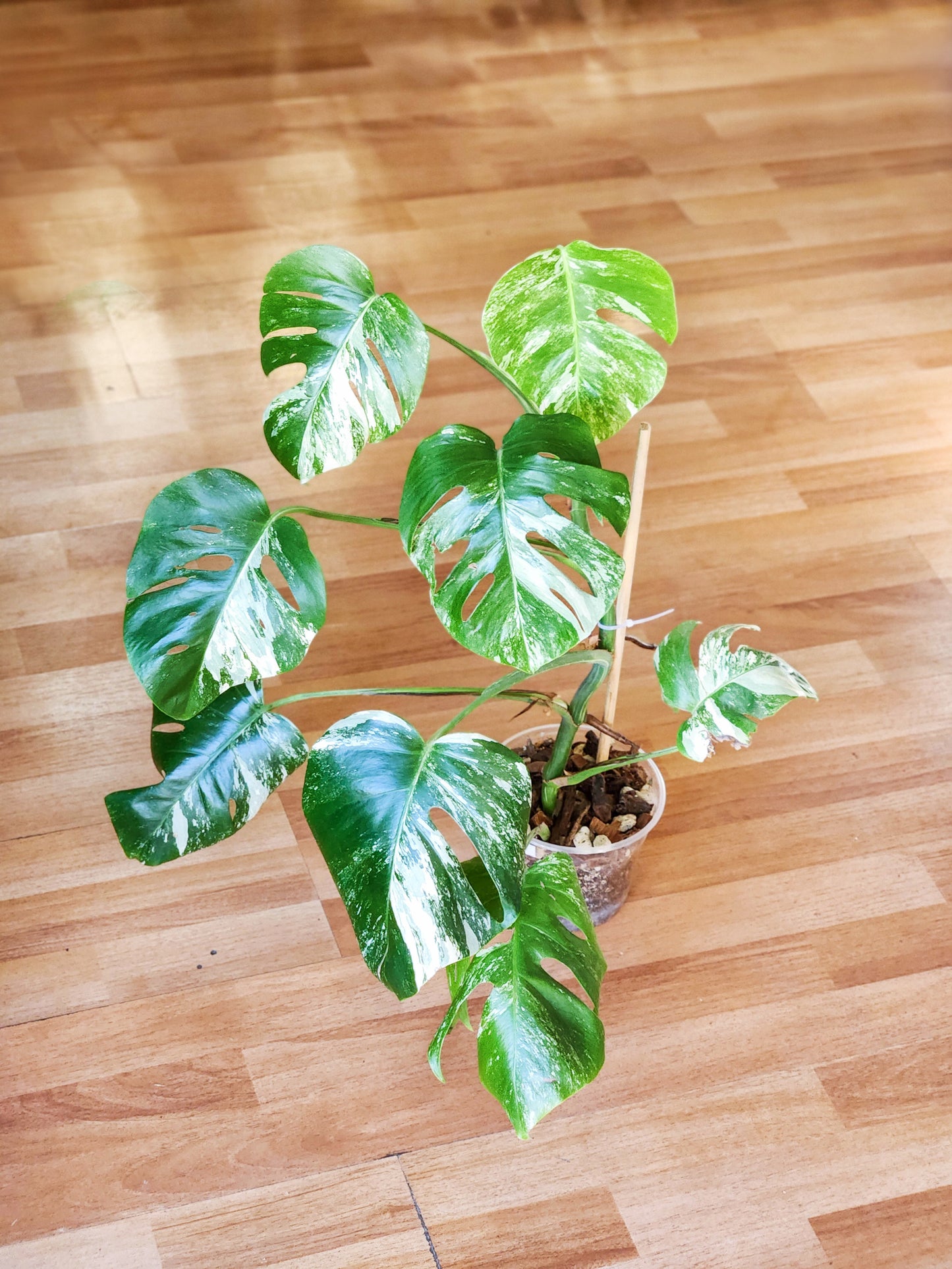 Monstera variegada