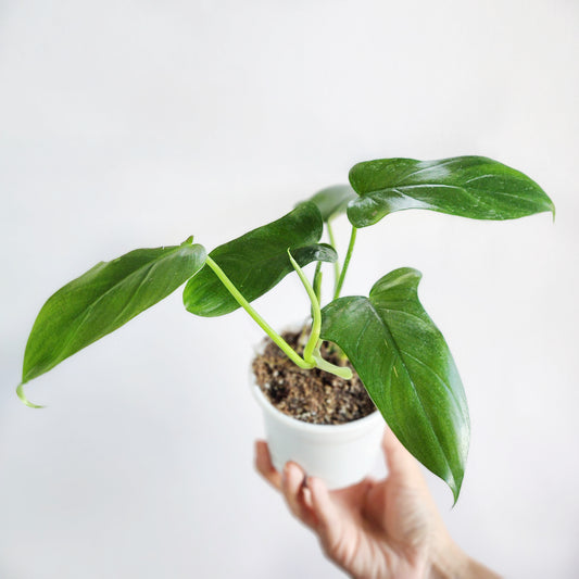 Filodendro bippenifolium