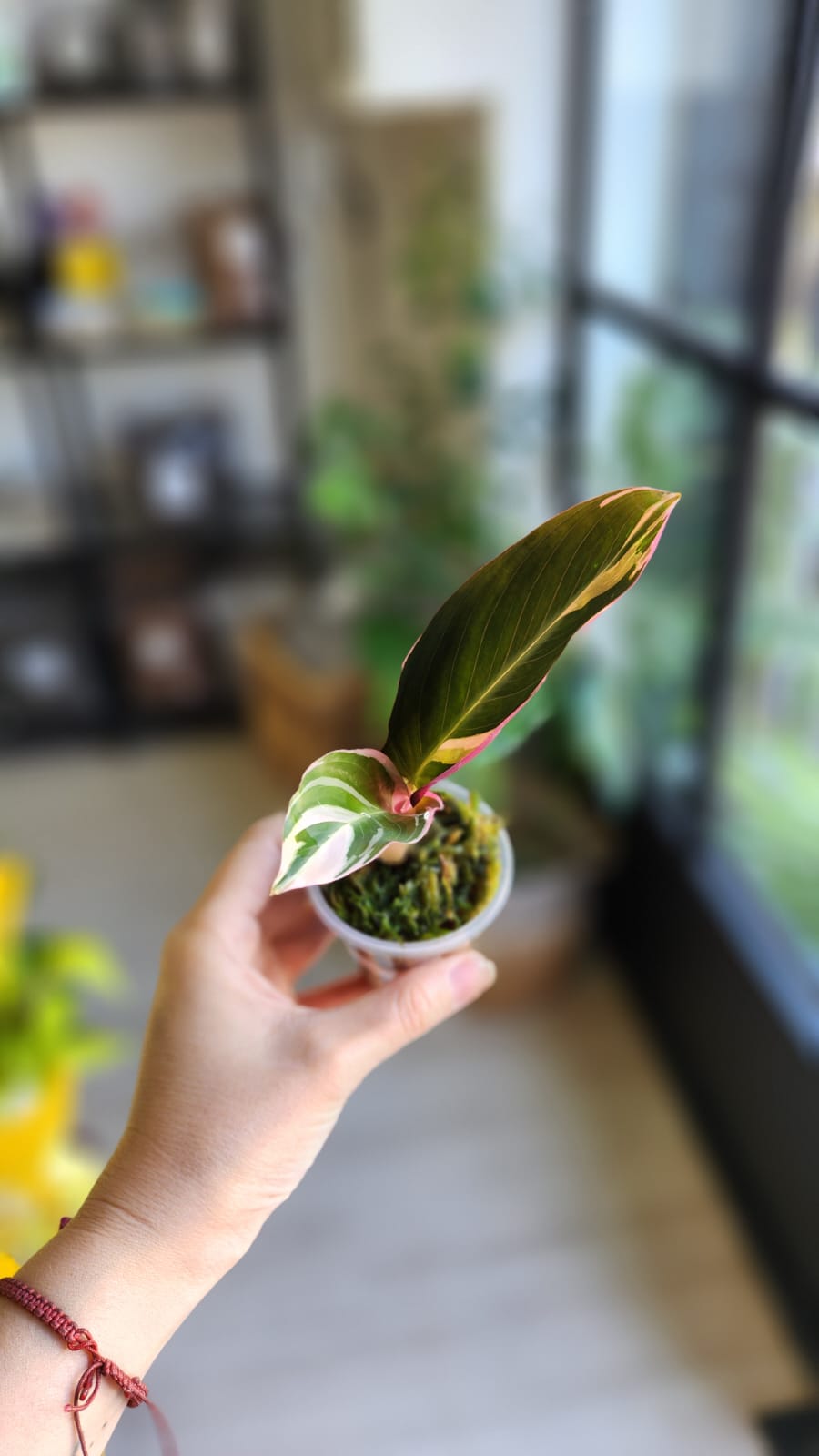 Baby plant