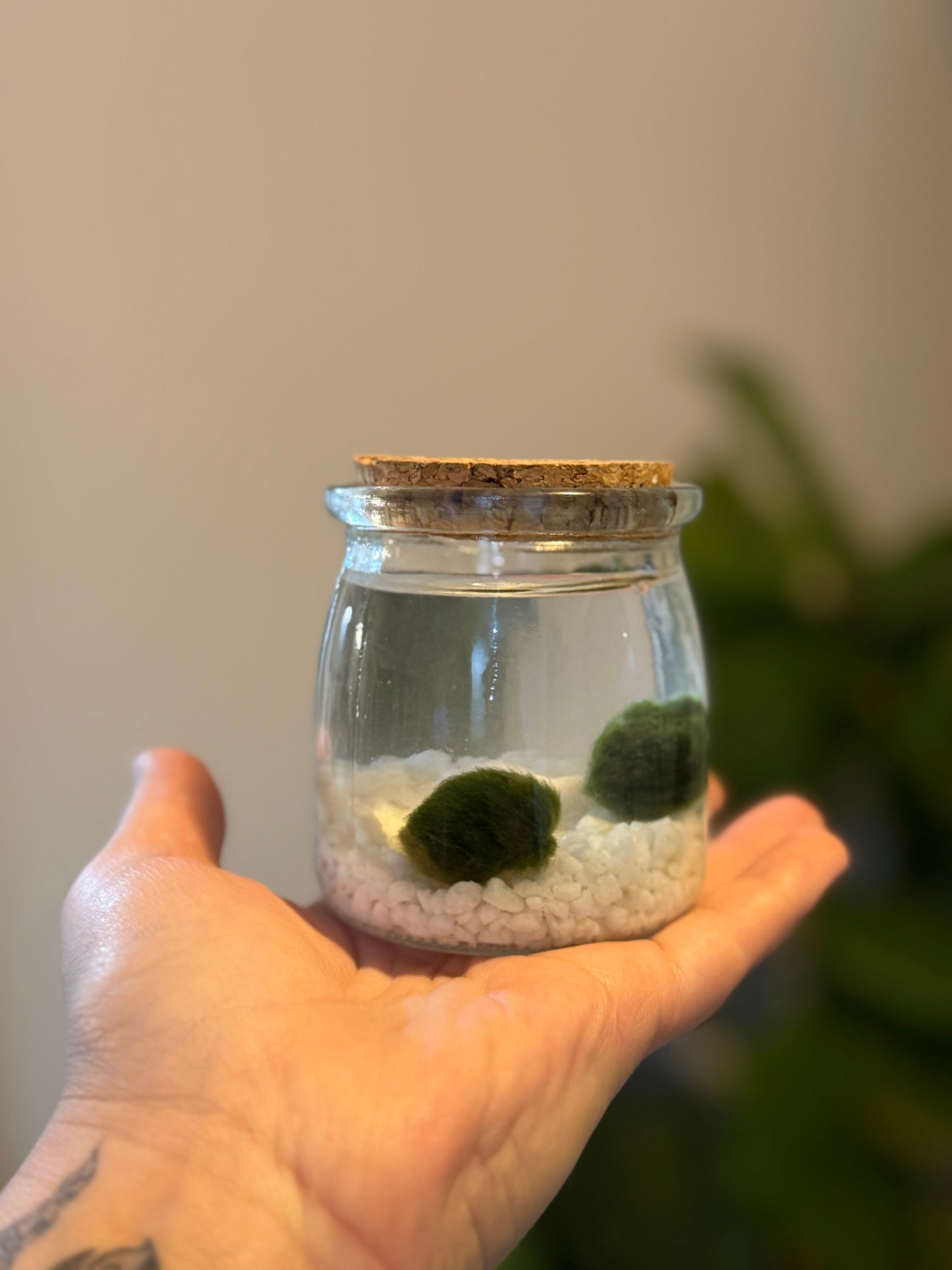 Marimo joven