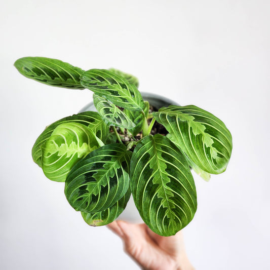 Maranta lemon lime