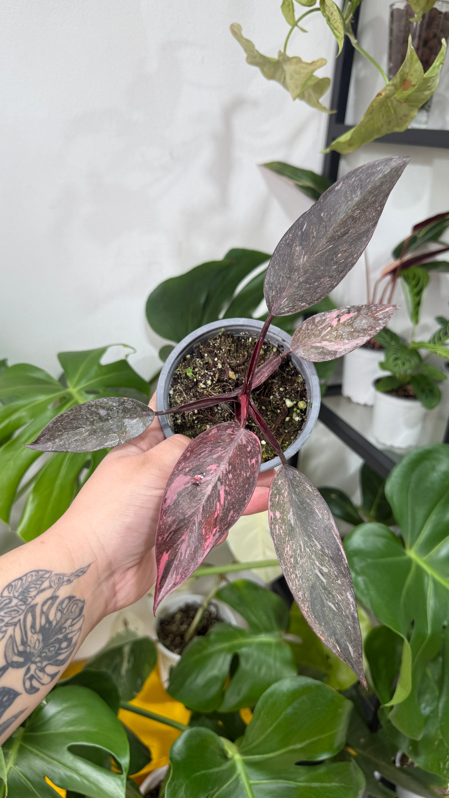 Filodendro pink galaxy