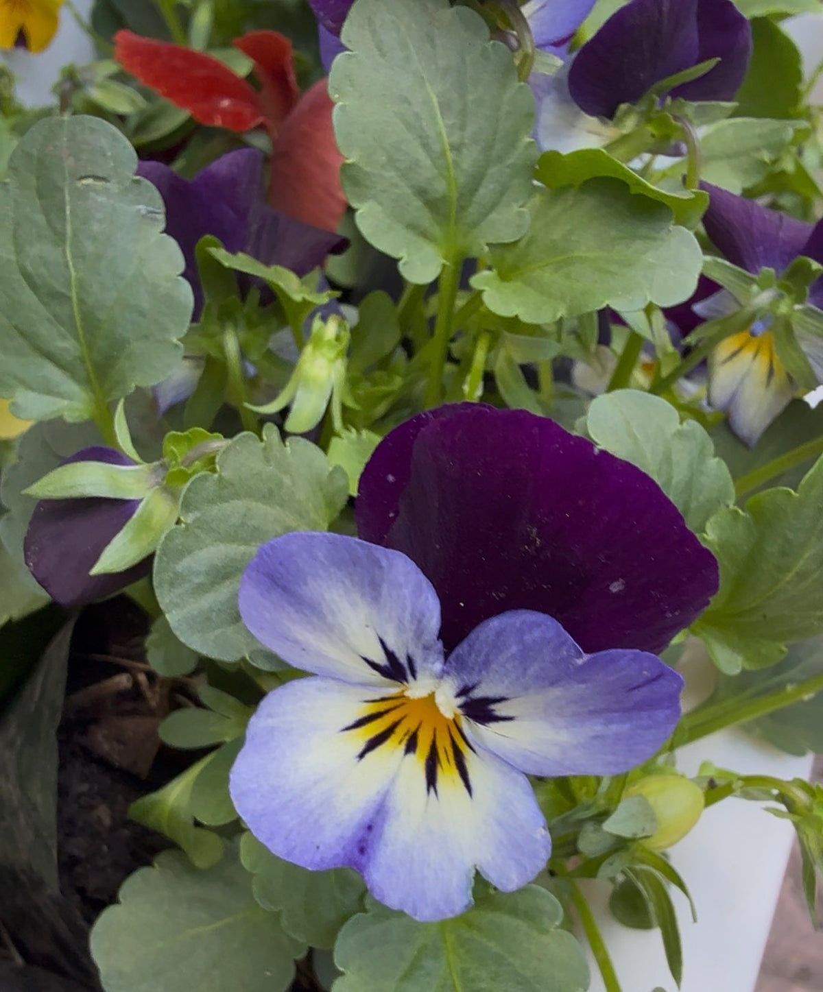 Violas