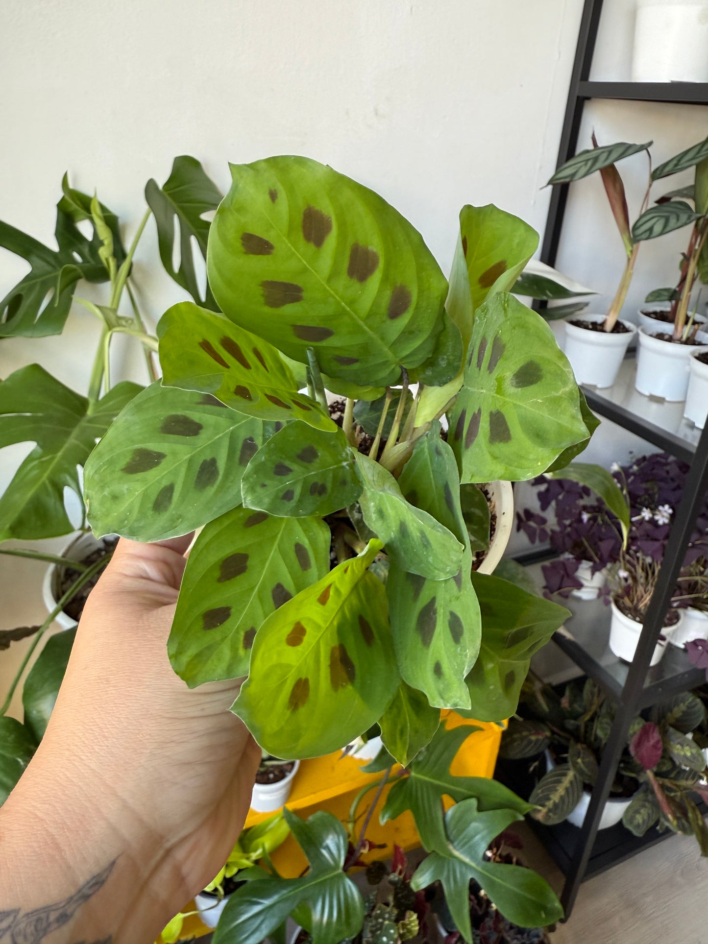 Maranta kershoviana