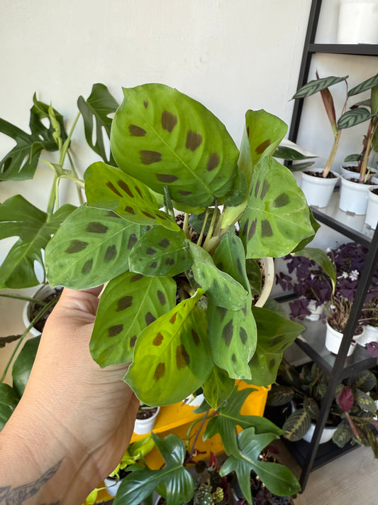 Maranta kershoviana