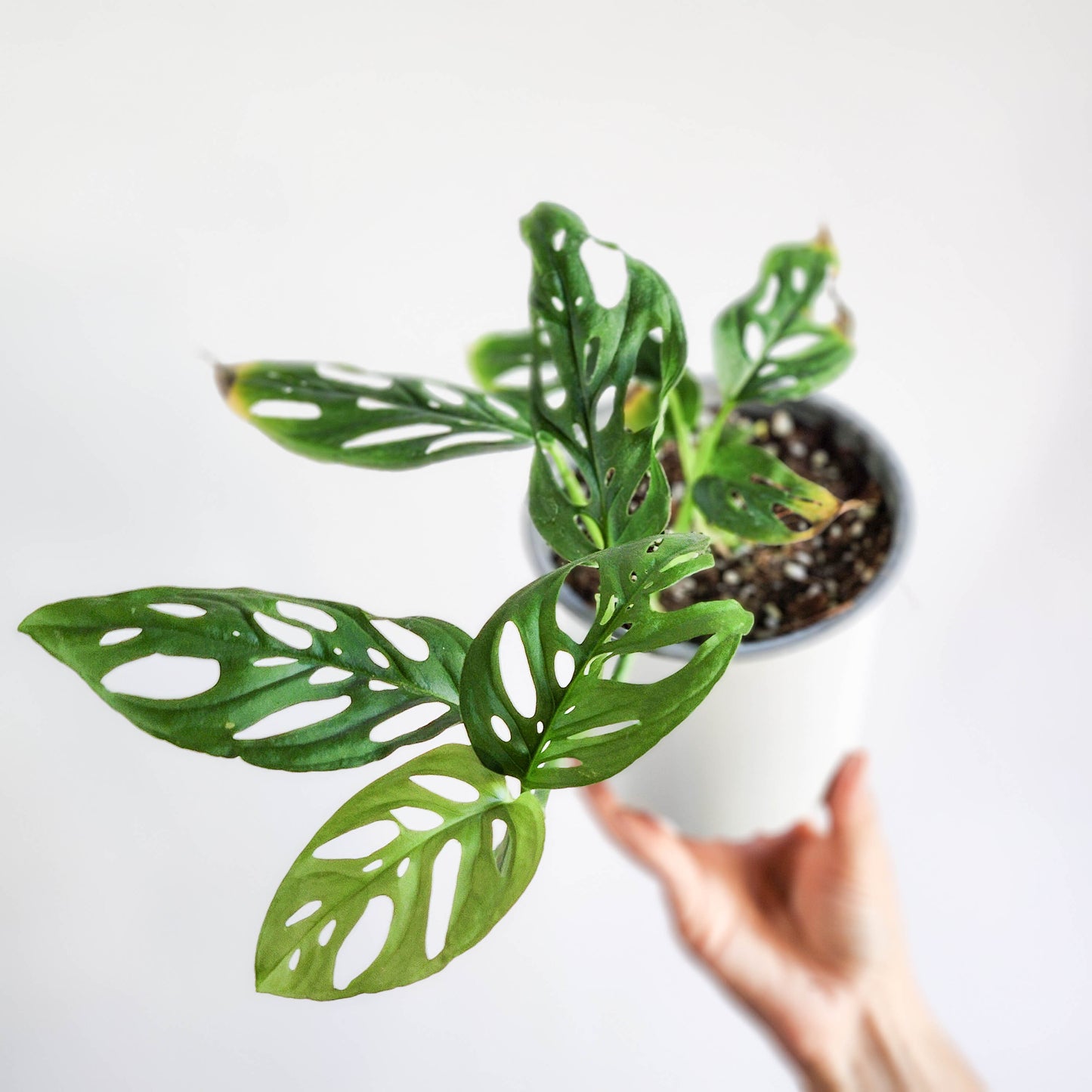Monstera friedrichsthalli