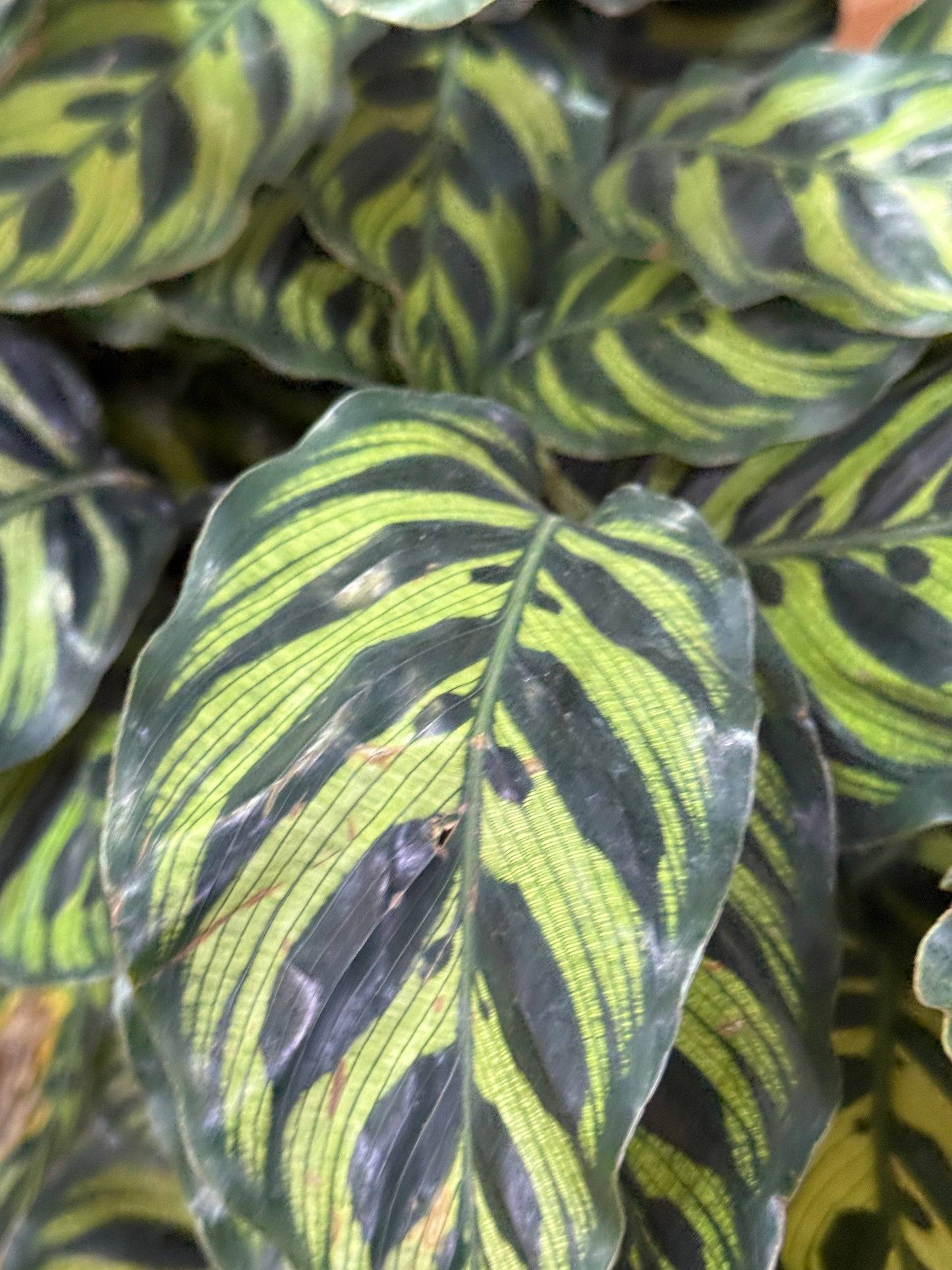 Calathea makoyana