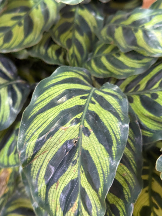 Calathea makoyana