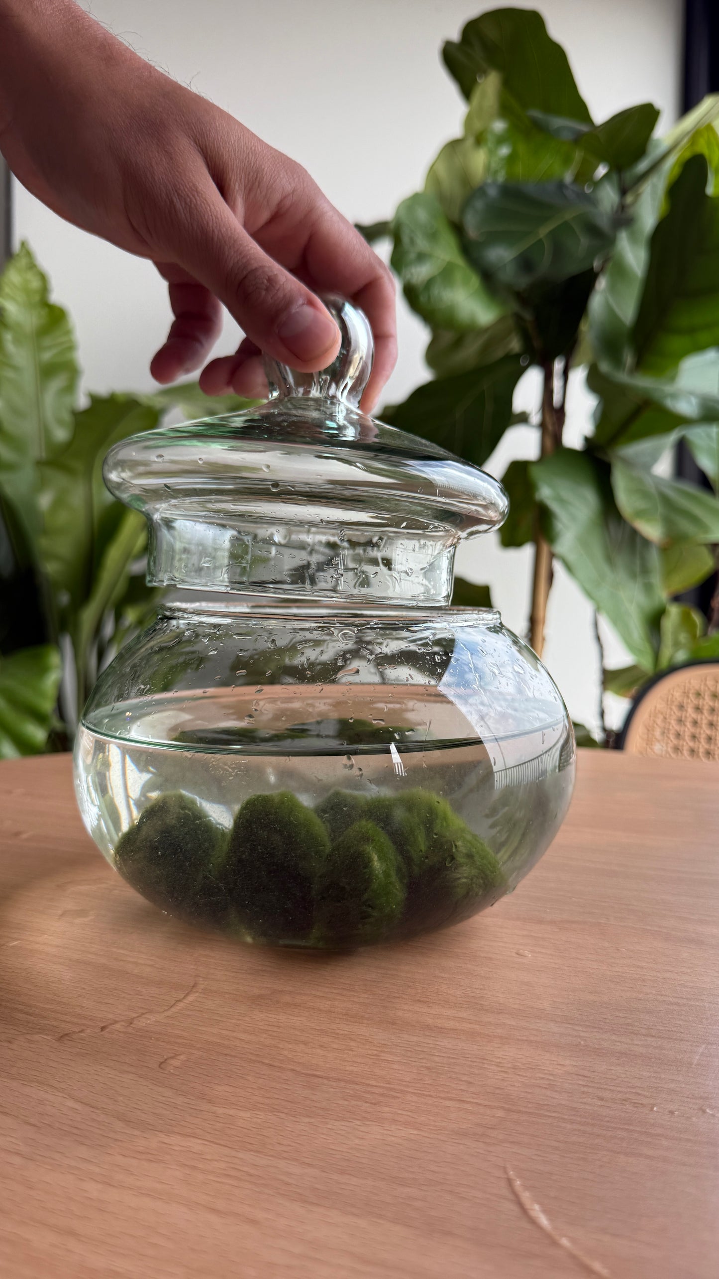 Marimo adulto