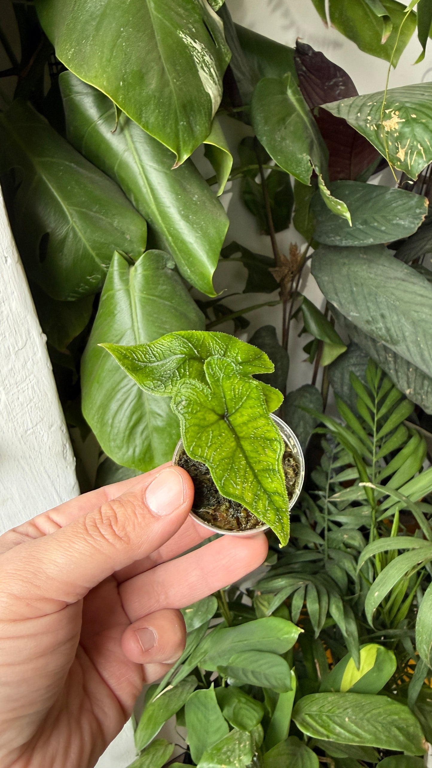 Baby plant
