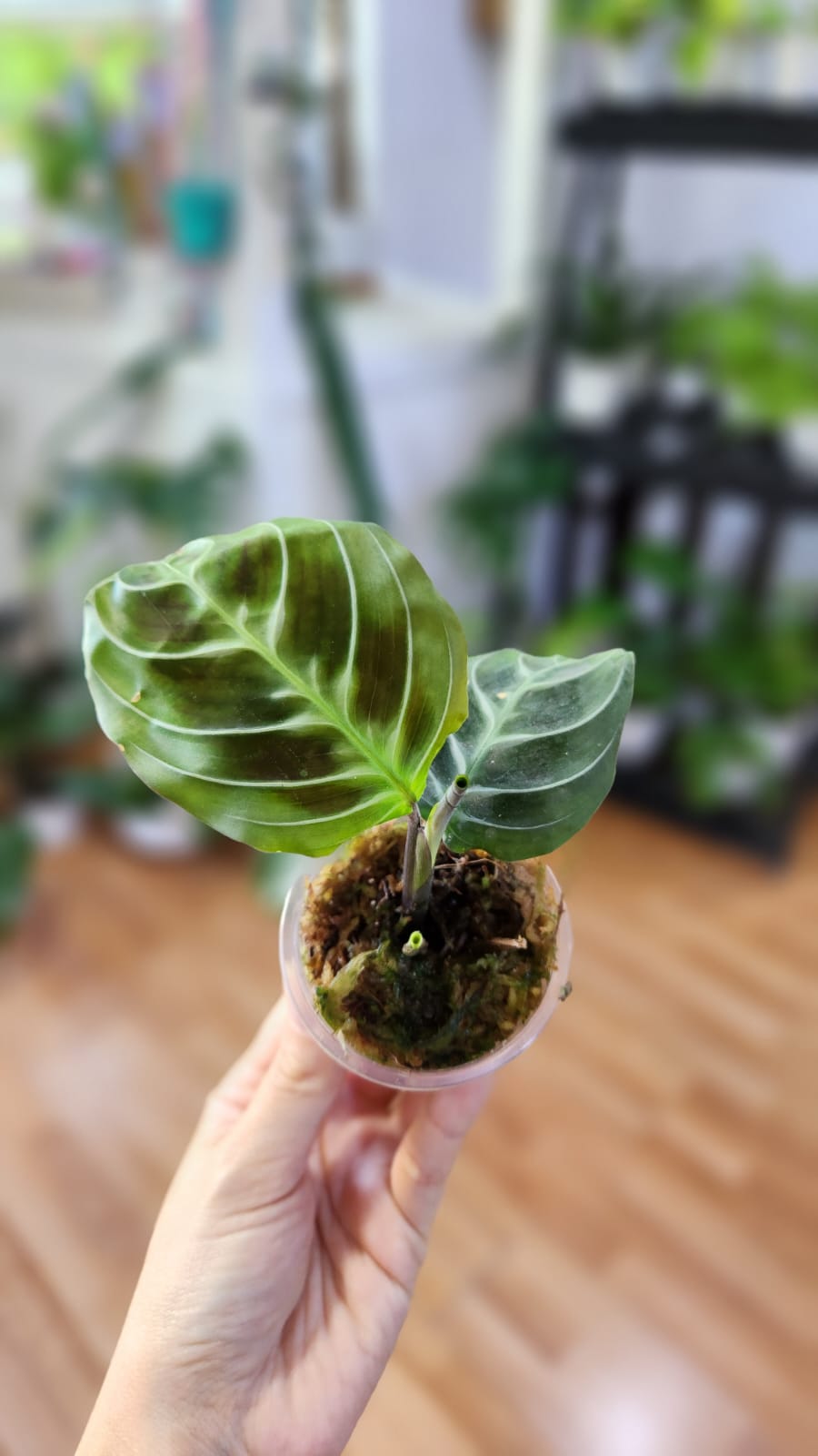 Baby plant