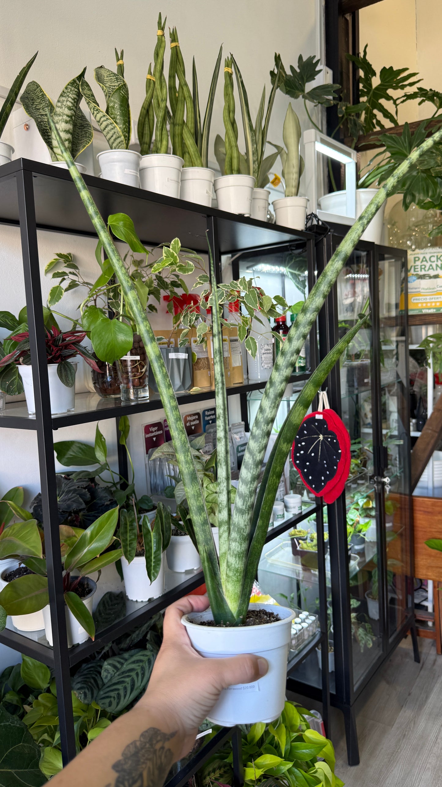 Sansevierias variedades