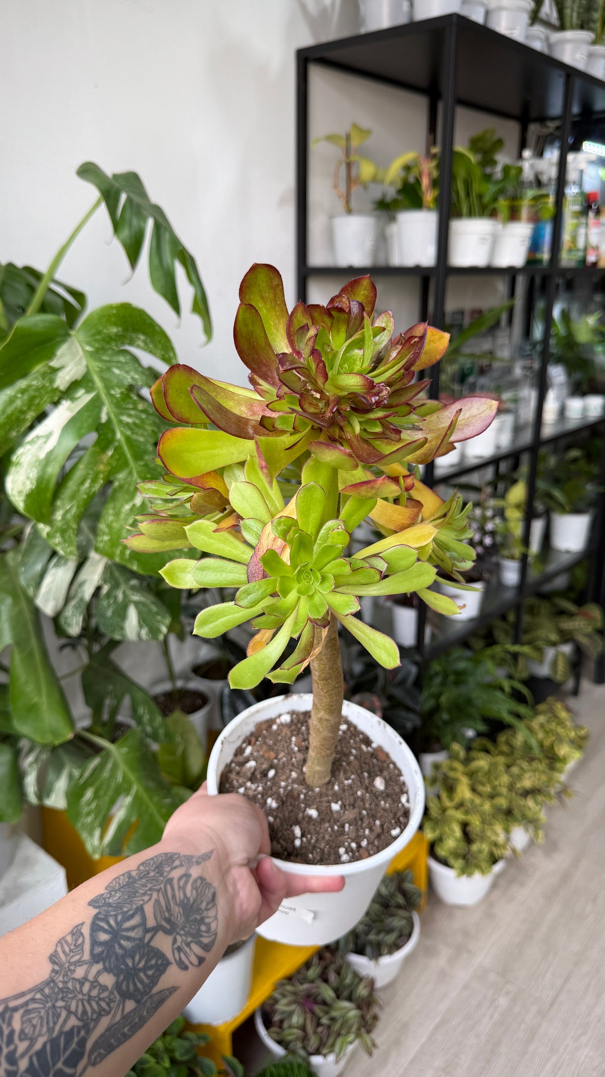 Aeonium arboreum