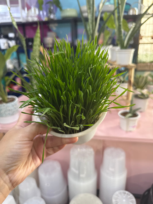 Pasto para gatos