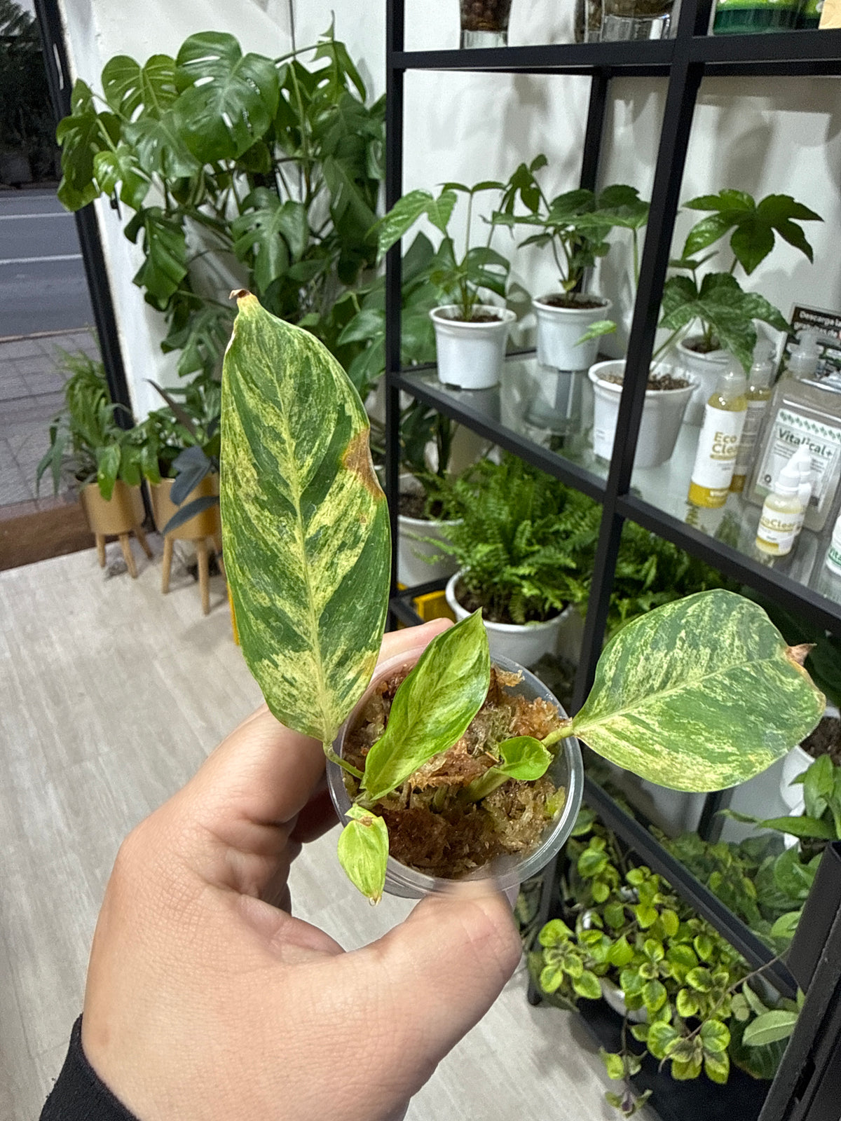 Baby plant