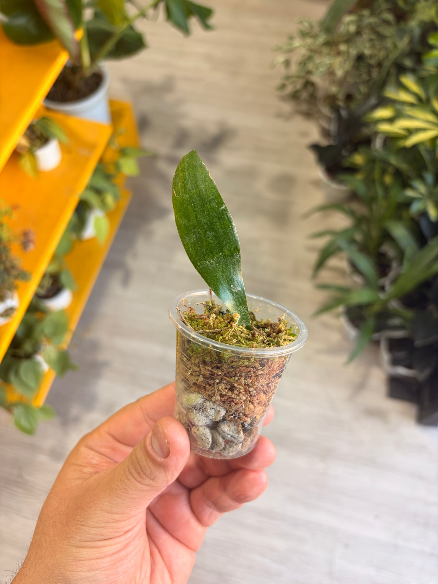 Baby plant
