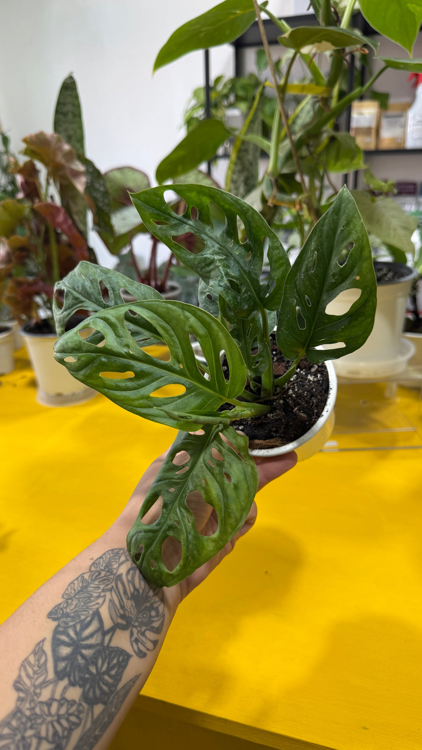 Monstera adansonii narrow