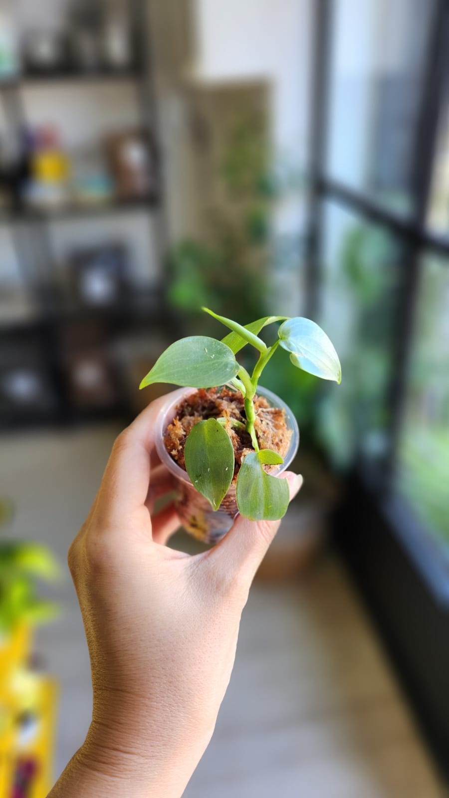 Baby plant