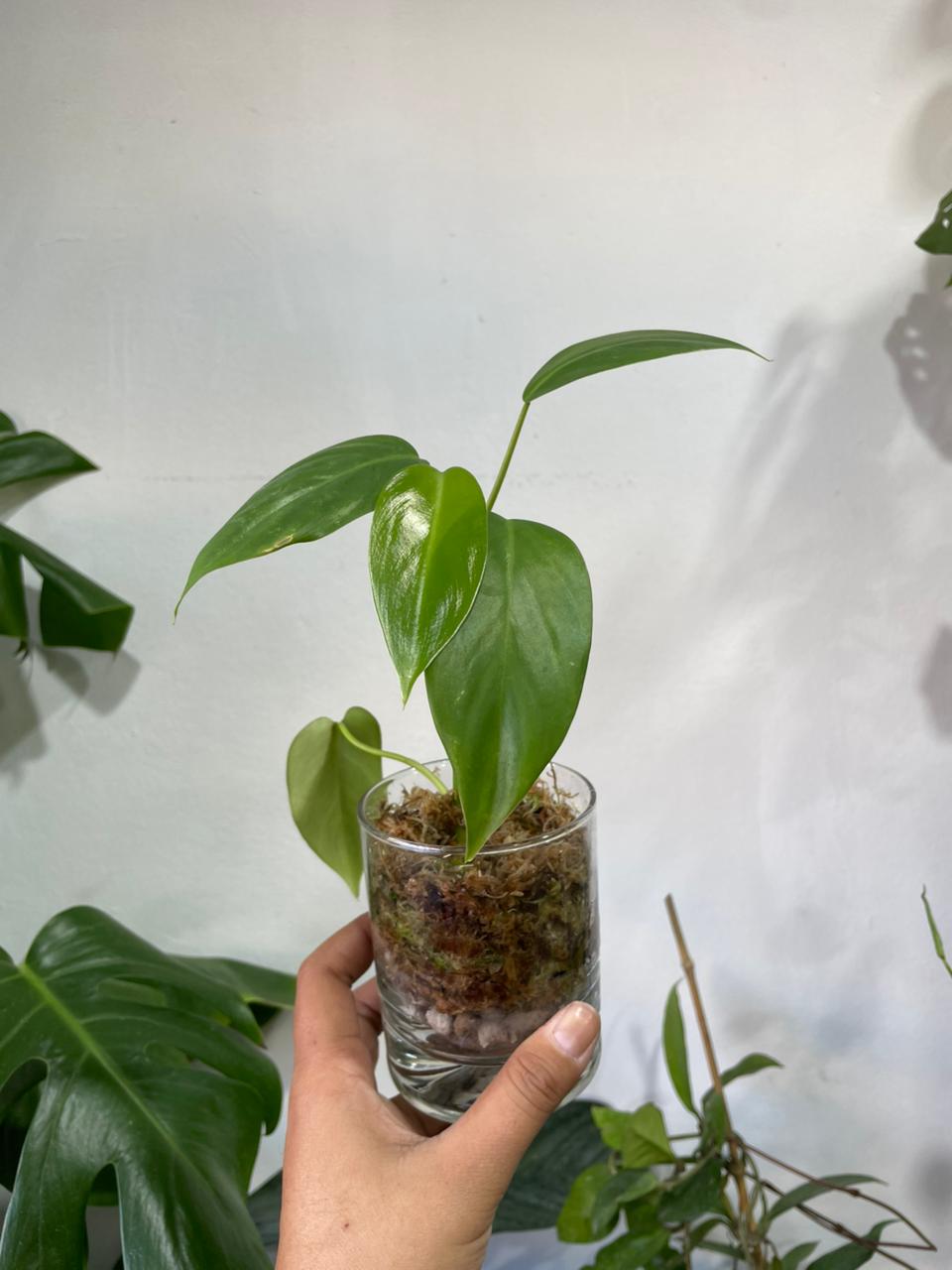 Plantas en vidrio (musgo y pómez)