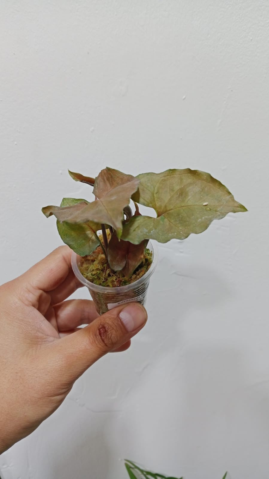 Baby plant