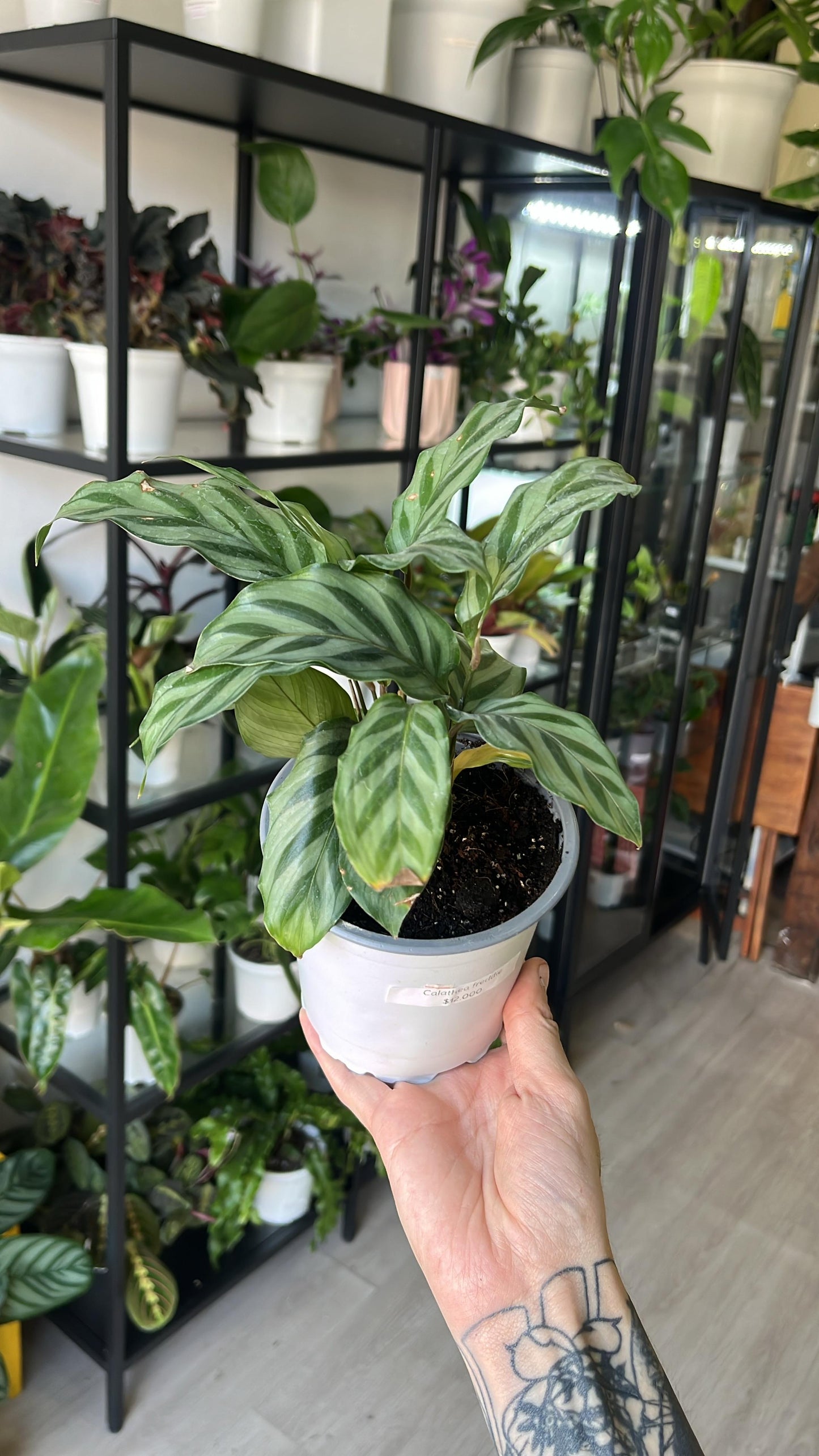 Calathea freddie