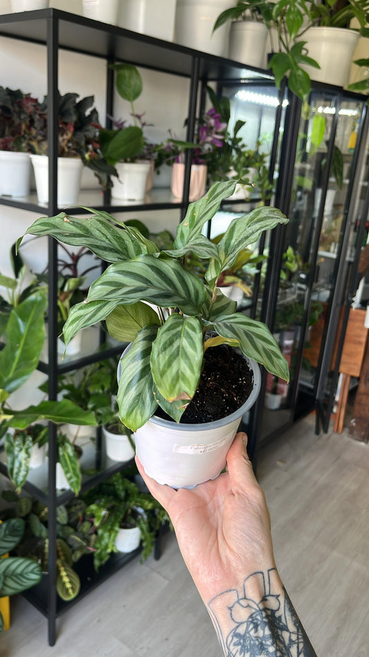 Calathea freddie