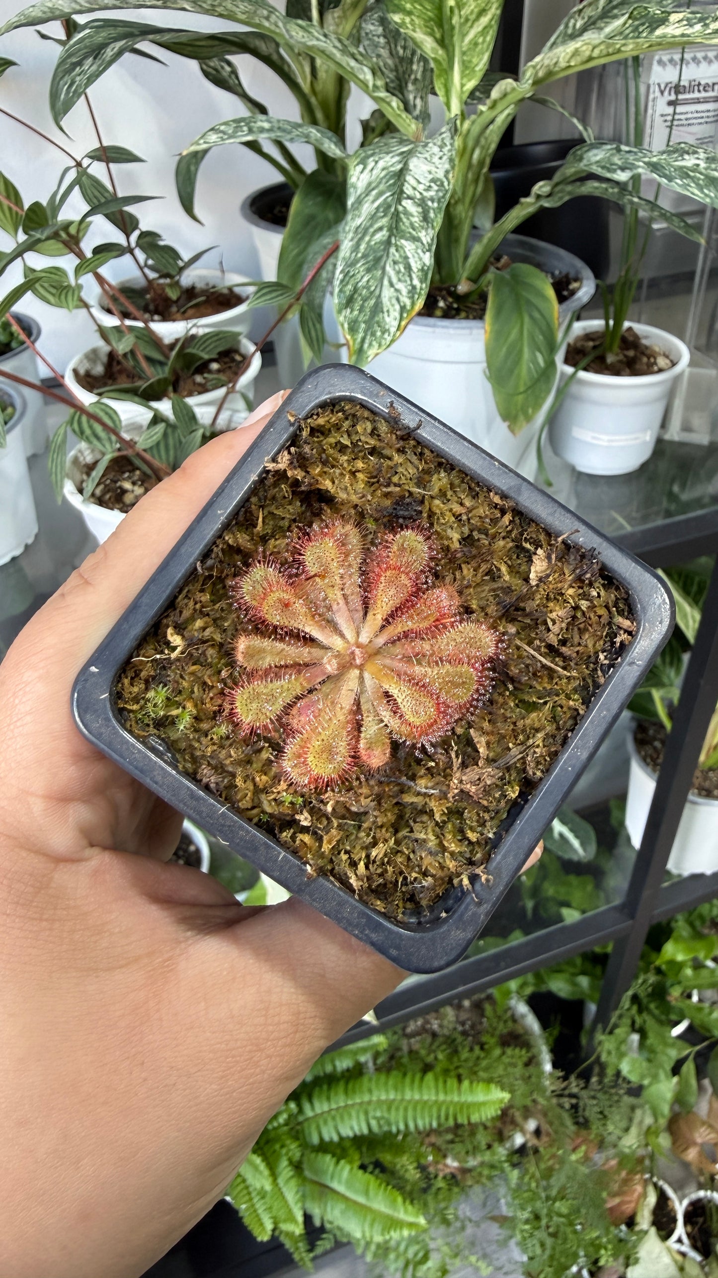 Plantas carnívoras