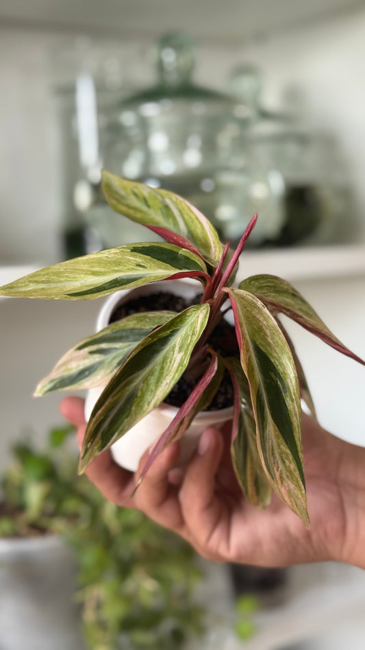 Stromathe horticolor