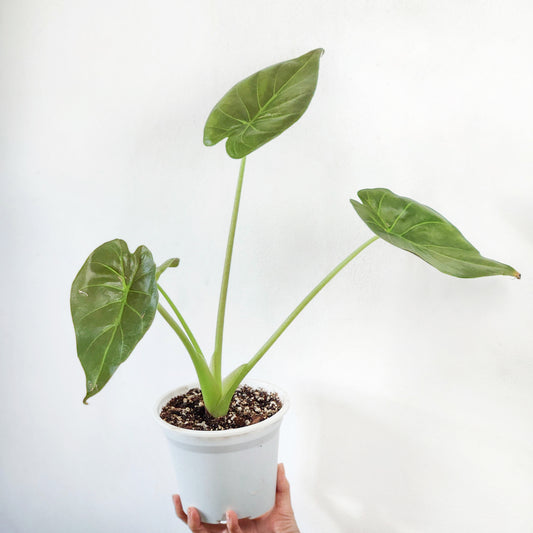 Alocasia wenti