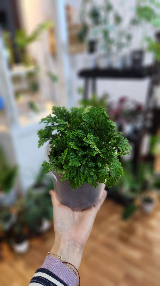 Helecho selaginella