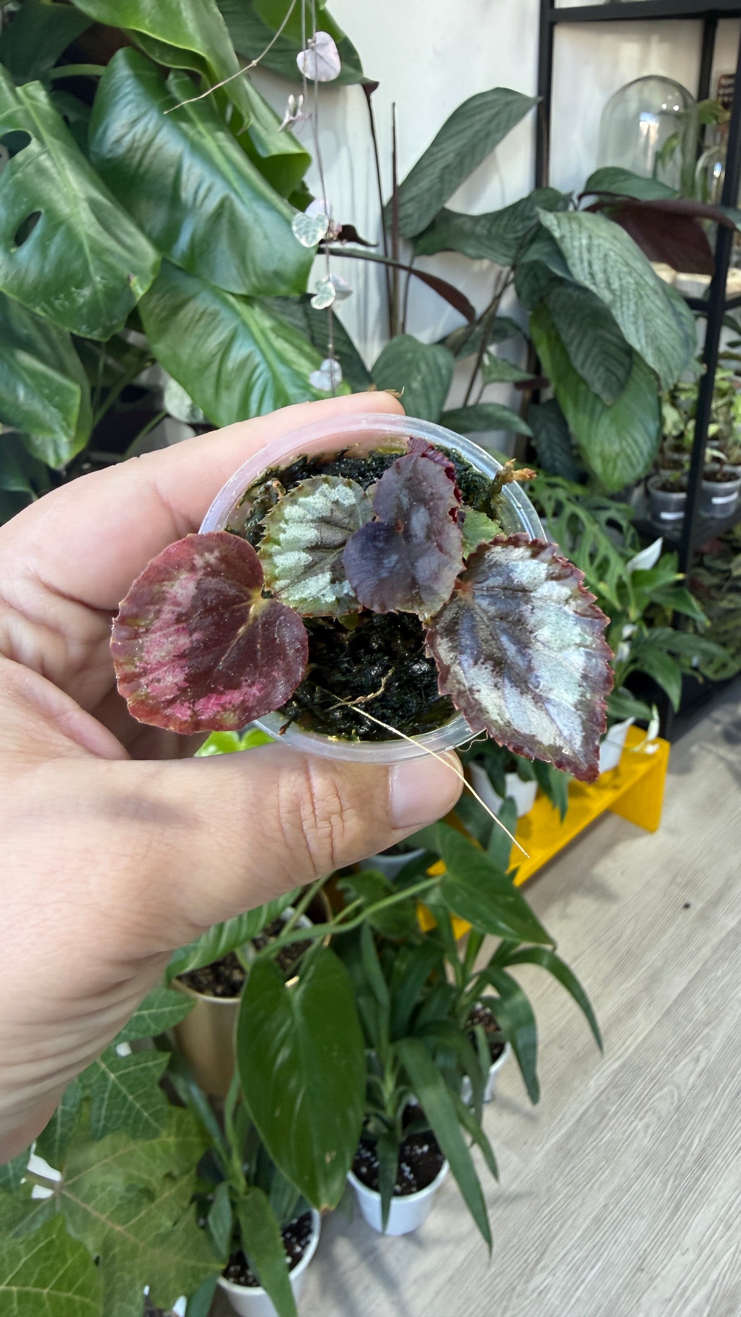 Baby plant
