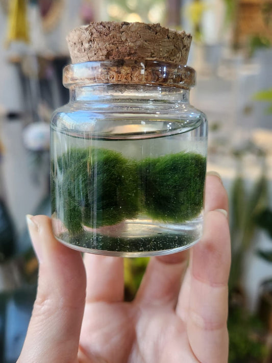 Marimo baby