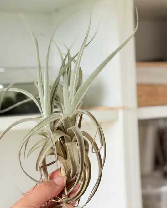 Tillandsia sin id