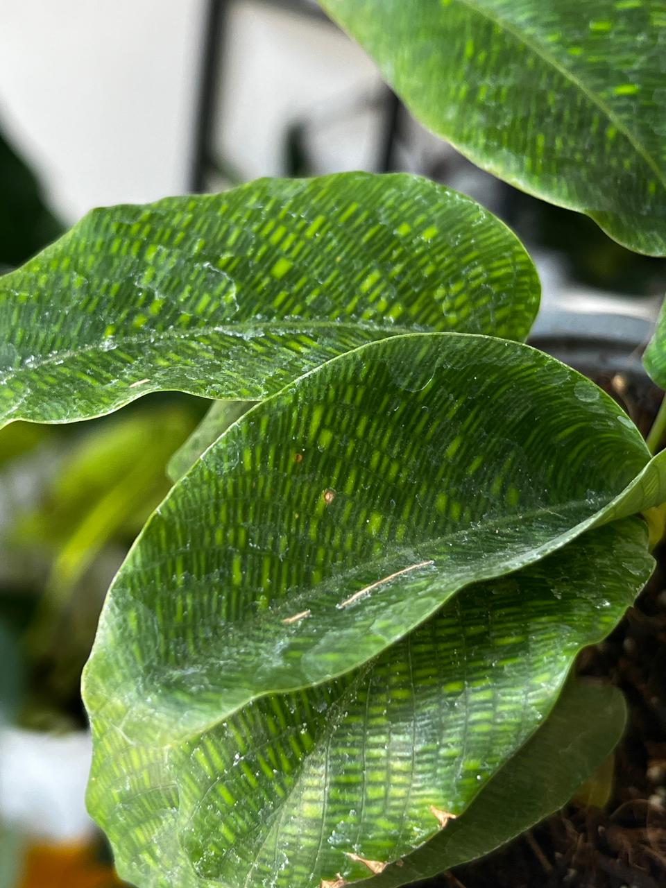 Calathea netword