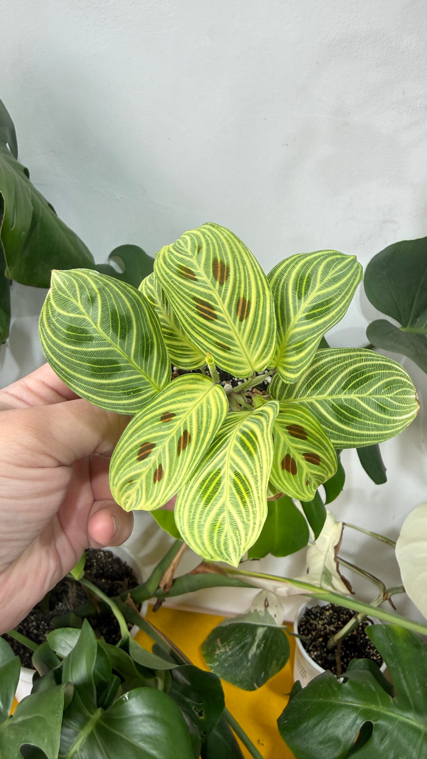Maranta ligth veins
