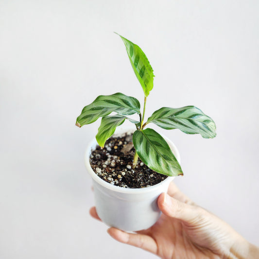 Calatheas freddie