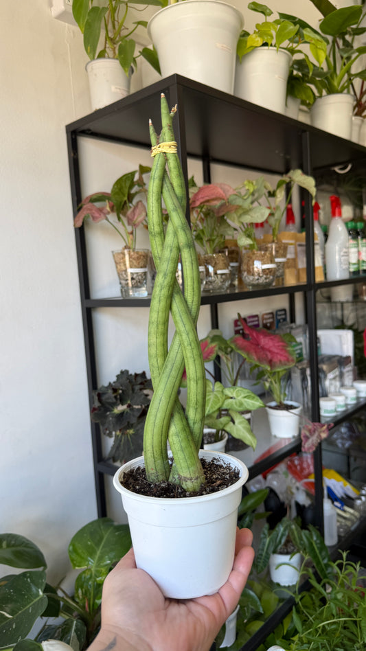 Sansevierias variedades