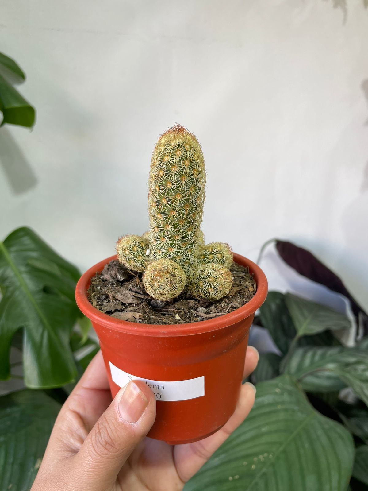 Suculentas y/o cactus