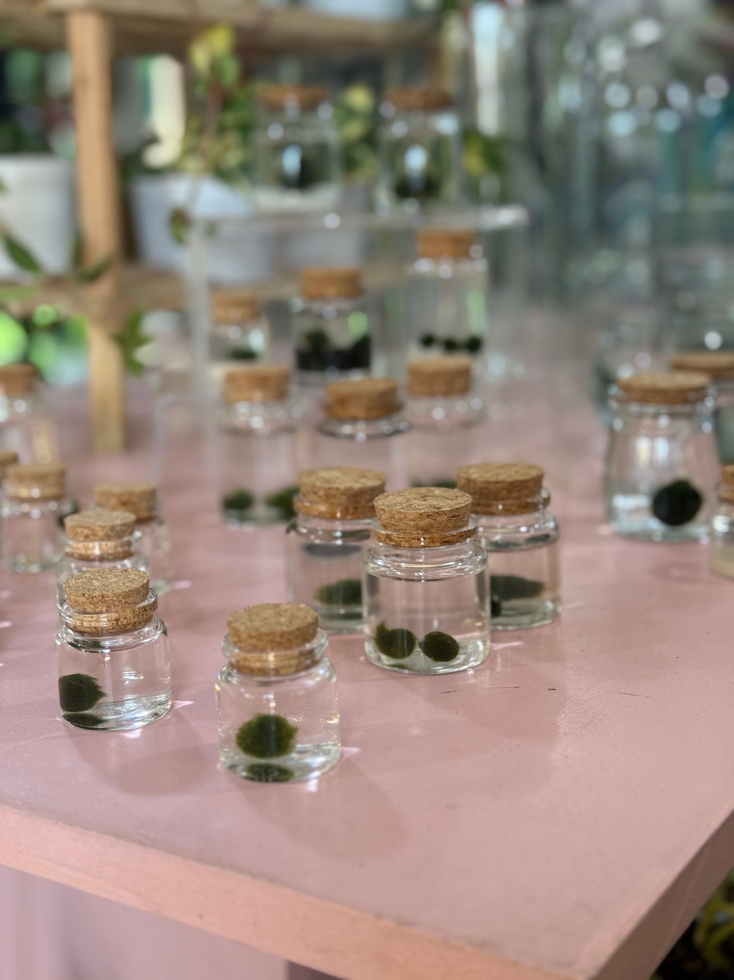 Marimo