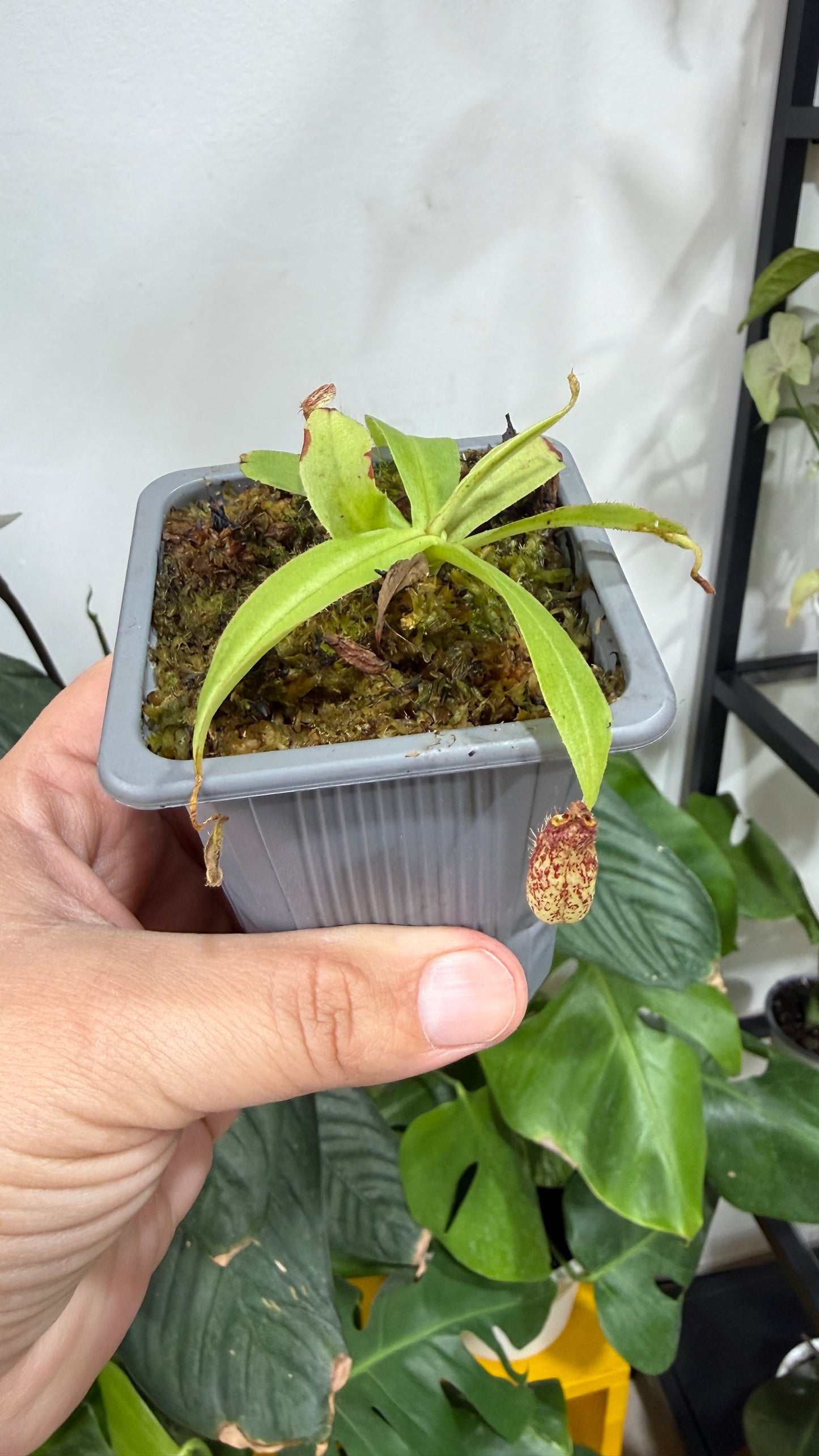 Plantas carnívoras