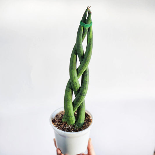 Sanseveria cilíndrica