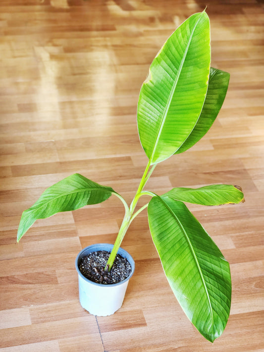 Banano Musa verde