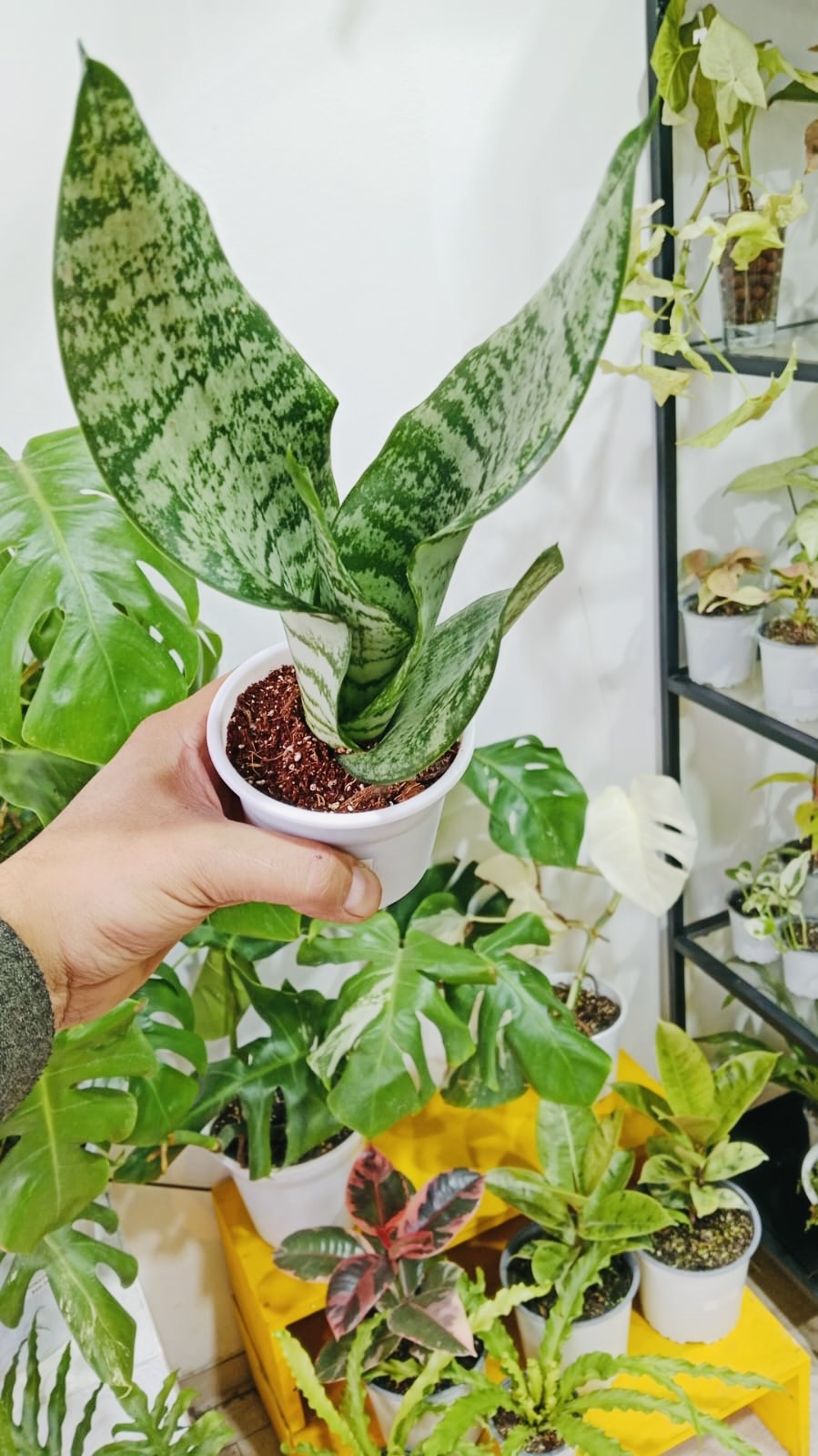 Sansevierias variedades